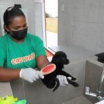 Programa Castra-DF inaugura abrigo público temporário para animais de rua