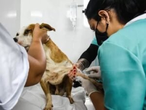 Programa oferece mil vagas para castração gratuita de cães e gatos em Taguatinga