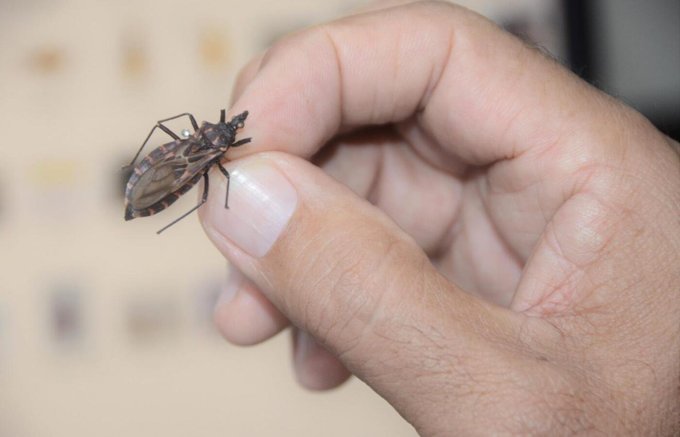 “Quem tem Chagas, tem pressa”: projeto busca tratar pacientes mais perto de casa