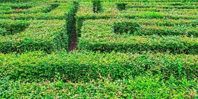 Limites Têm um Objetivo