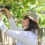 Rota das Uvas transforma Brasília em destino de enoturismo e vira alternativa à folia durante o Carnaval
