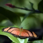 Conheça os encantos do borboletário do Zoológico de Brasília