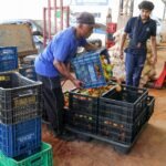 Programa Desperdício Zero da Ceasa-DF destina 96,2 mil kg de alimentos a 57 entidades nos primeiros três meses de 2026