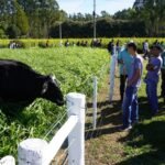 Circuito da Bovinocultura na AgroBrasília tem foco na produção de carne