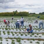 Mais de 100 mulheres são certificadas em programa de capacitação rural em Brazlândia