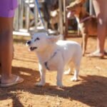 GDF na Sua Porta oferece 600 vagas para castração gratuita de cães e gatos em São Sebastião